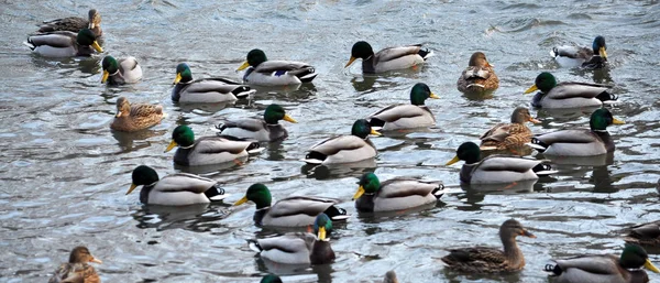 野生の ducks_9 の群れ — ストック写真