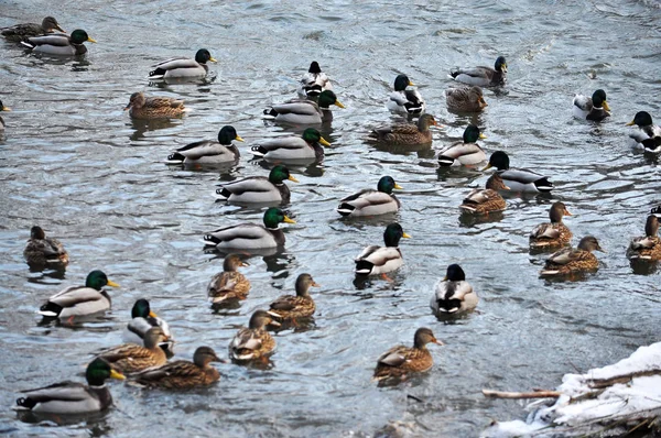野生の ducks_10 の群れ — ストック写真