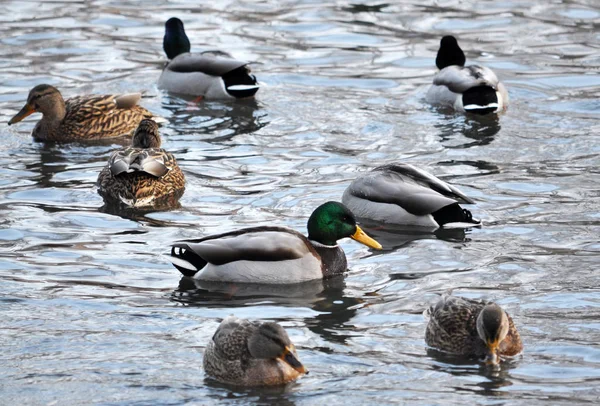 En flock vilda ducks_3 — Stockfoto
