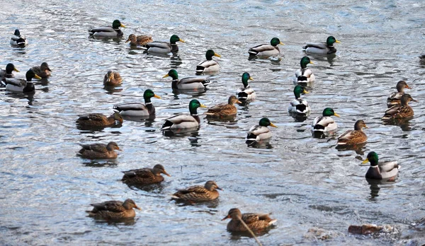 Un troupeau de canards sauvages — Photo