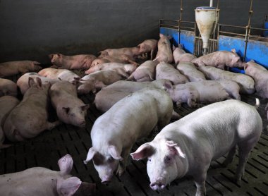 Modern şirket pigs_5 için