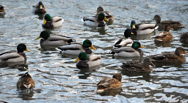 野生の ducks_15 の群れ — ストック写真
