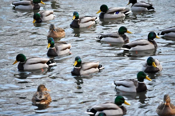 A flock of wild ducks _ 11 — стоковое фото