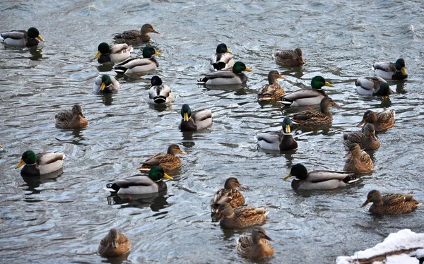 野生の ducks_12 の群れ — ストック写真