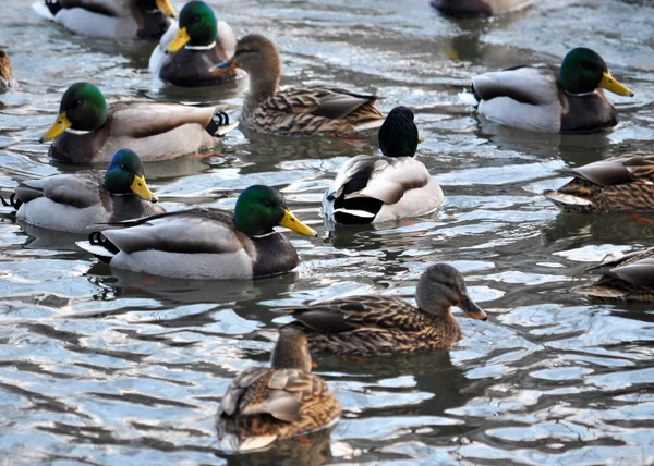 En flock vilda ducks_14 — Stockfoto