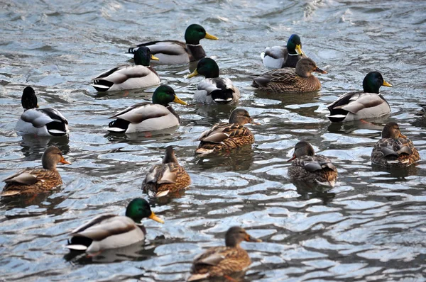 A nyáj, a vadon élő ducks_19 — Stock Fotó