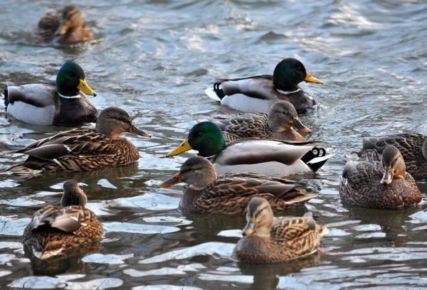 野生の ducks_20 の群れ — ストック写真