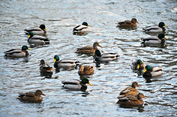 野生の ducks_18 の群れ — ストック写真