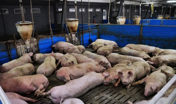 Pigs_2에 대 한 현대 회사 — 스톡 사진