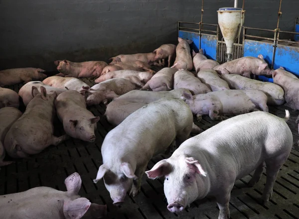 Σύγχρονη εταιρεία για pigs_5 — Φωτογραφία Αρχείου