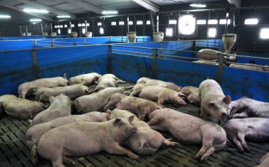 Modern şirket pigs_9 için