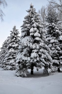 Kış karla kaplı fir_4