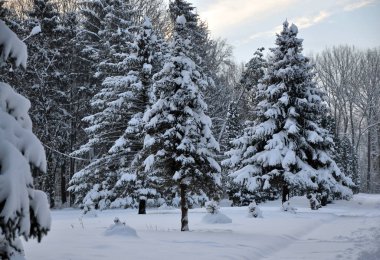 Kış karla kaplı fir_3