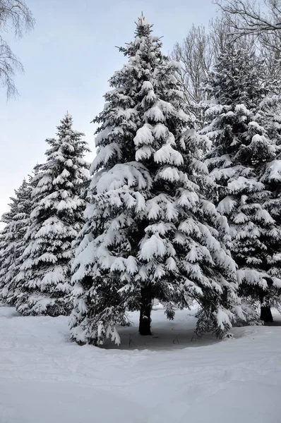 Kış karla kaplı fir_4