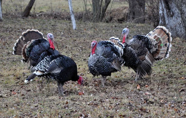 Herd of turkeys in the garden — Stock Photo, Image