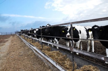 Danalarladolu açık havada tutmak
