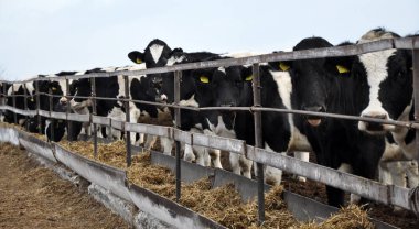 Tutma danalarladolu outdoors_3