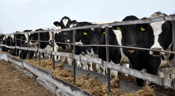 Tutma danalarladolu outdoors_3