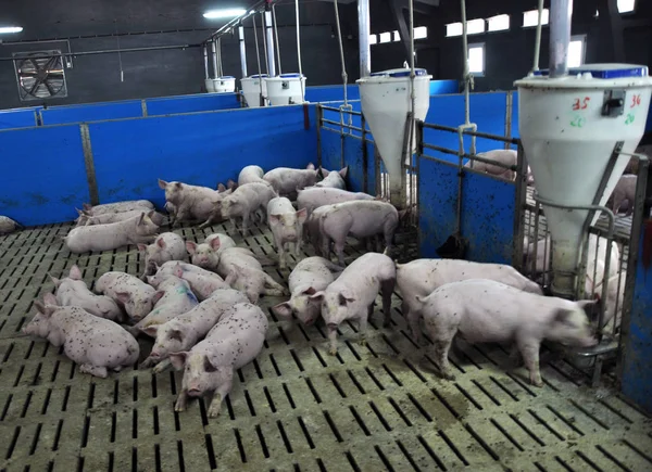 Σύγχρονη εταιρεία για pigs_5 — Φωτογραφία Αρχείου