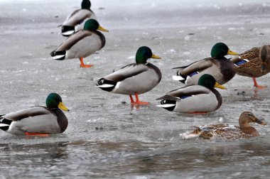 Kış river_2 üzerinde yaban ördekleri