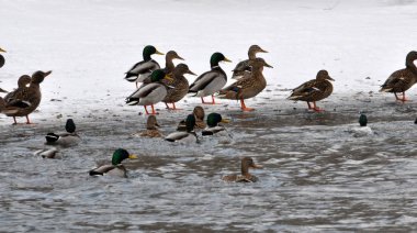 Kış river_7 üzerinde yaban ördekleri