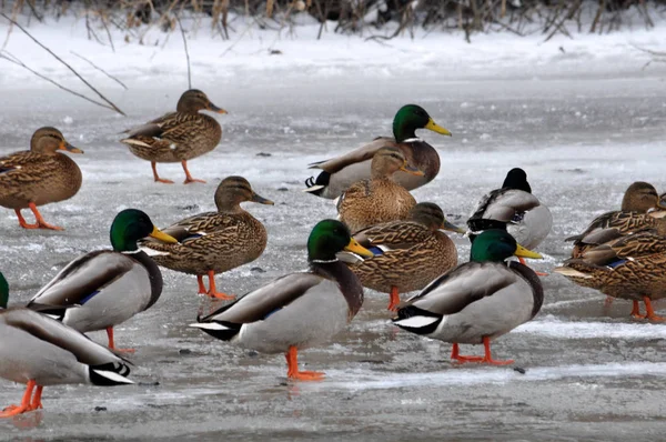 Patos salvajes en el río de invierno — Foto de Stock