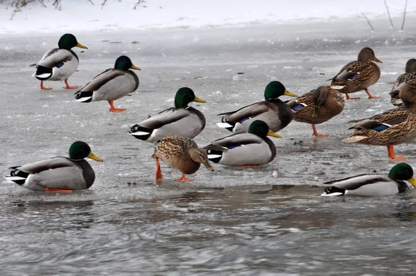 Patos salvajes en el río de invierno _ 3 — Foto de Stock