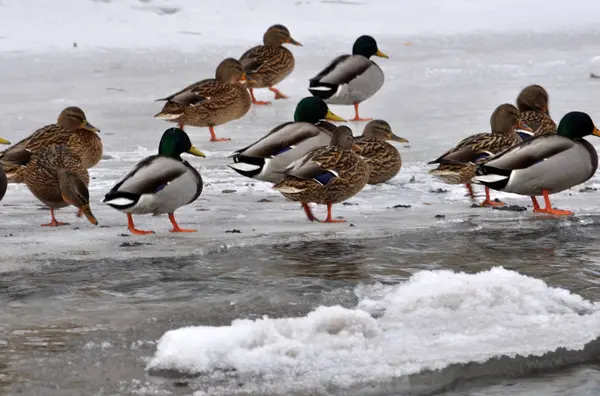 Patos salvajes en el invierno river _ 10 — Foto de Stock