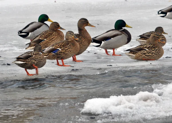 Patos salvajes en el río de invierno _ 11 — Foto de Stock