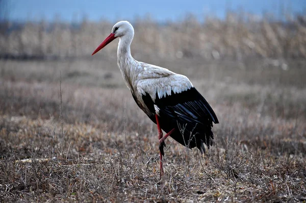 White stork flying in a meadow_2 — Stock Photo, Image