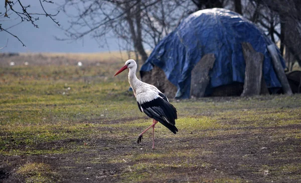 Einzelstorch im zeitigen Frühling _ 2 — Stockfoto