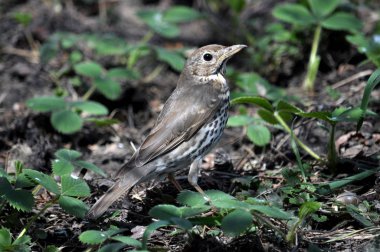 Yavru şarkı thrush_4