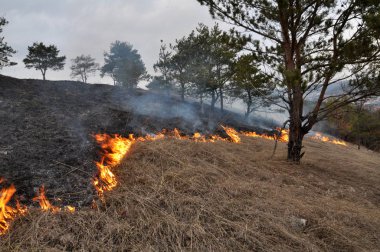 Burns kuru ot değil mown_9