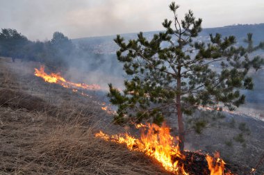 Burns kuru ot değil mown_17