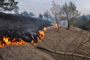 Burns kuru ot değil mown_19