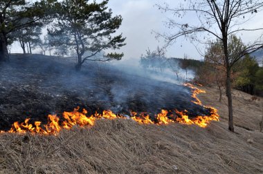 Burns dry grass not mown_20