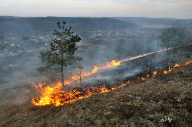 Burns kuru ot değil mown_15