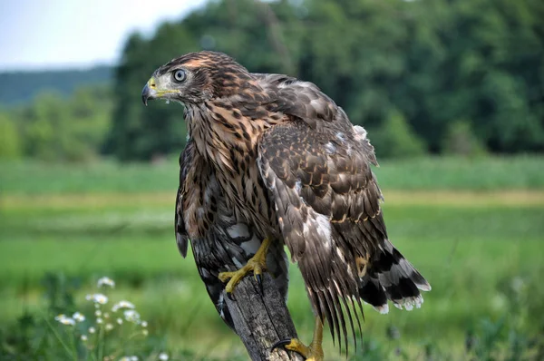 A young hawk sitting on a tree trunk_2 — Stock Photo, Image