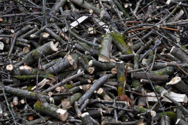 Ezilmiş dalları, ağaç ve shrubs_2