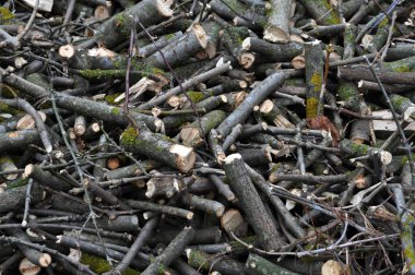 Ezilmiş dalları, ağaç ve shrubs_3