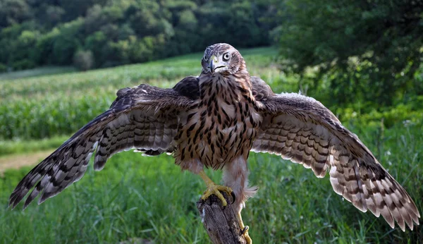 Próbki skrzydła młodych hawk_2 — Zdjęcie stockowe