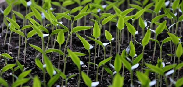 Trap zaailingen van zoete pepper_3 — Stockfoto