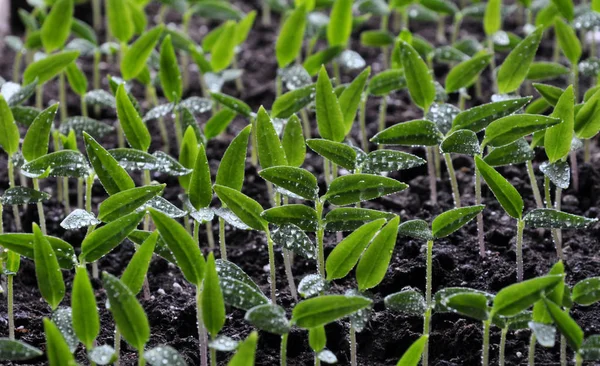 Trap zaailingen van zoete pepper_4 — Stockfoto