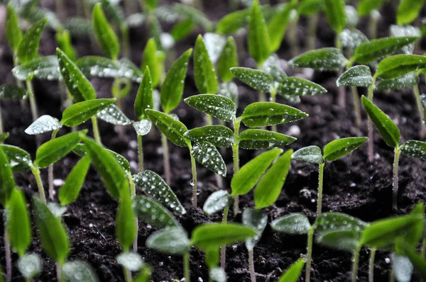 Trap zaailingen van zoete pepper_8 — Stockfoto