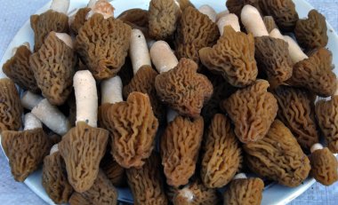 Bahar mantar morels_4