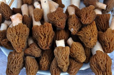 Bahar mantar morels_3