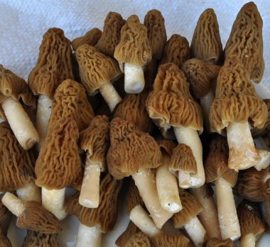 Bahar mantar morels_5