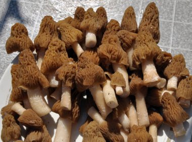 Bahar mantar morels_6