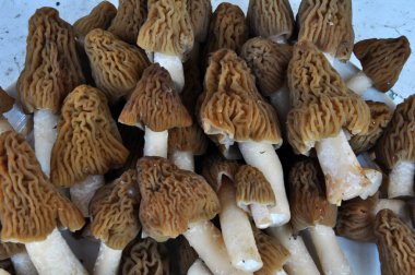 Bahar mantar morels_9