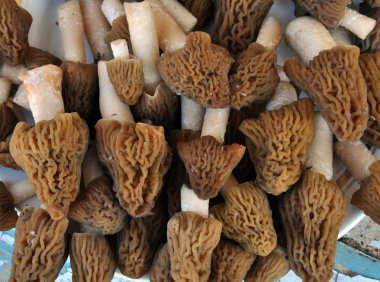 Bahar mantar morels_8